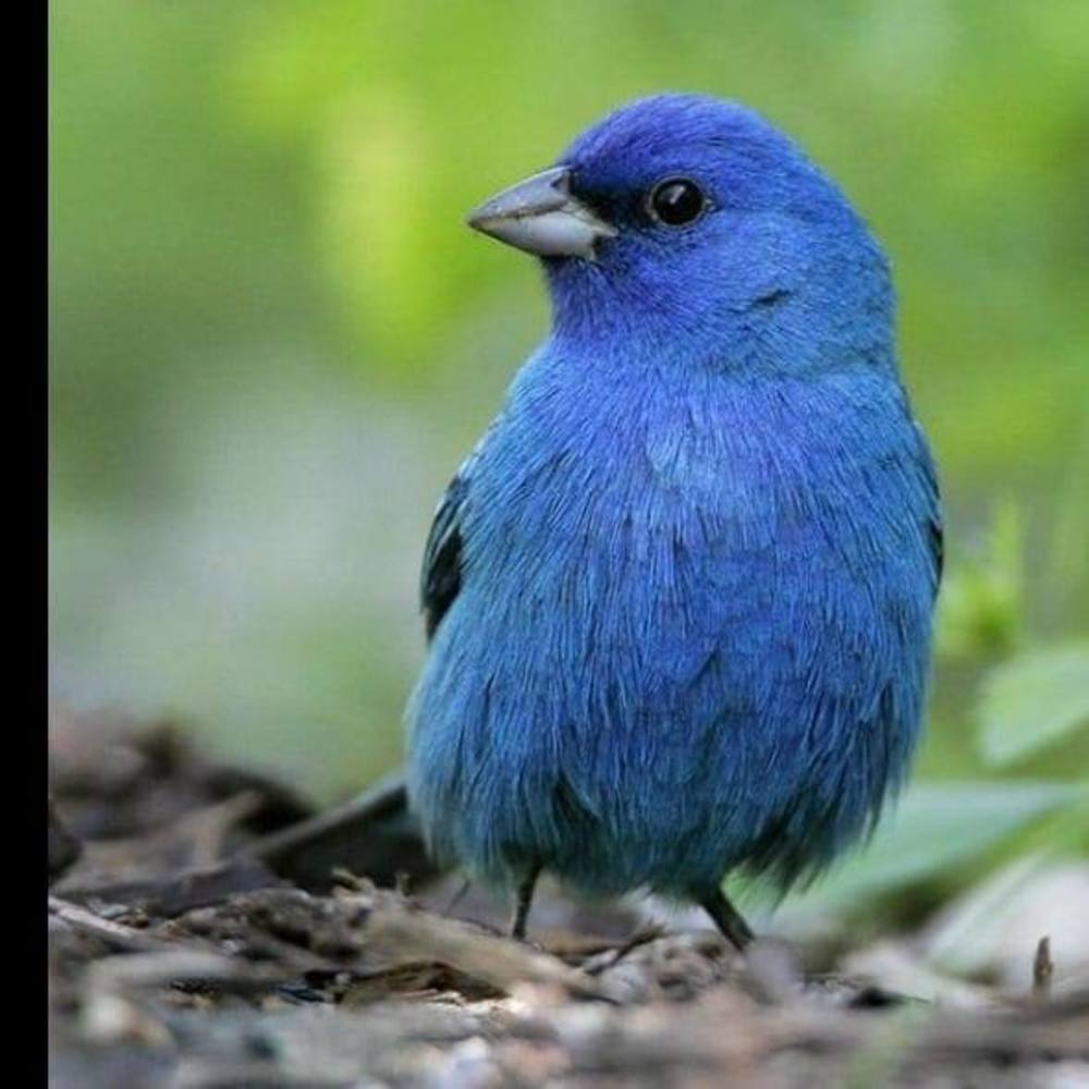 Meet your Posher, Chevere